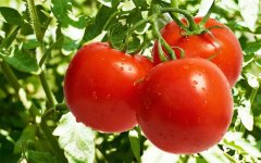 吃一个月西红柿变白？可